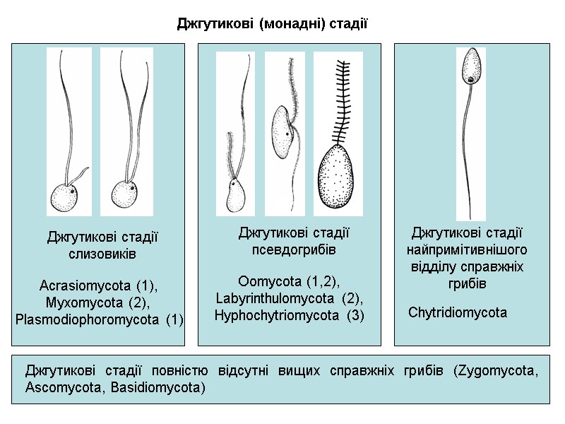 Джгутикові (монадні) стадії Acrasiomycota (1), Myxomycota (2),  Plasmodiophoromycota (1) Джгутикові стадії слизовиків Джгутикові